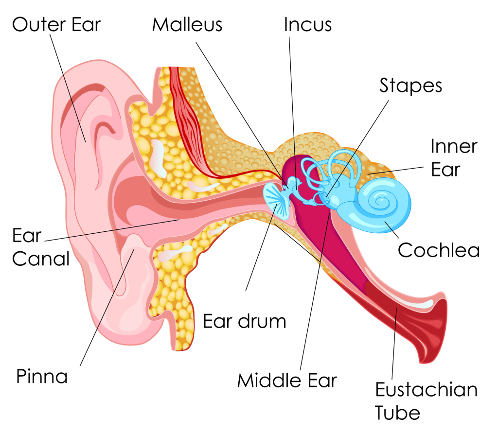 Illustration of inner ear anatomy