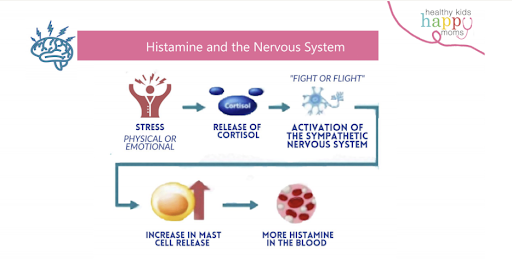 Histamine and the nervous system. Stress, release of cortisol, activation of the sympathetic nervous system, increase in mast cell release, and more histamine in the blood