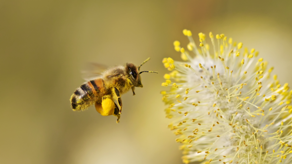 eczema, asthma, allergies in kids