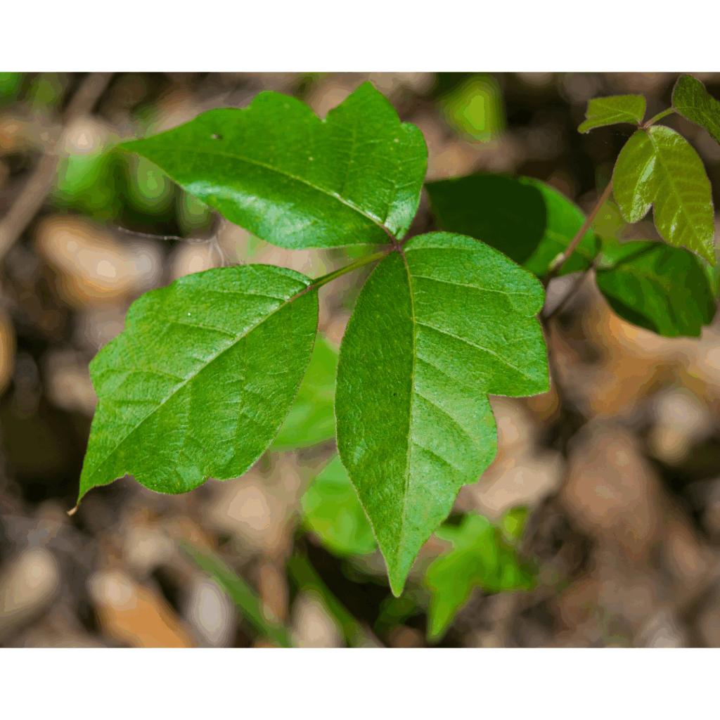 Natural Remedies for Poison Ivy